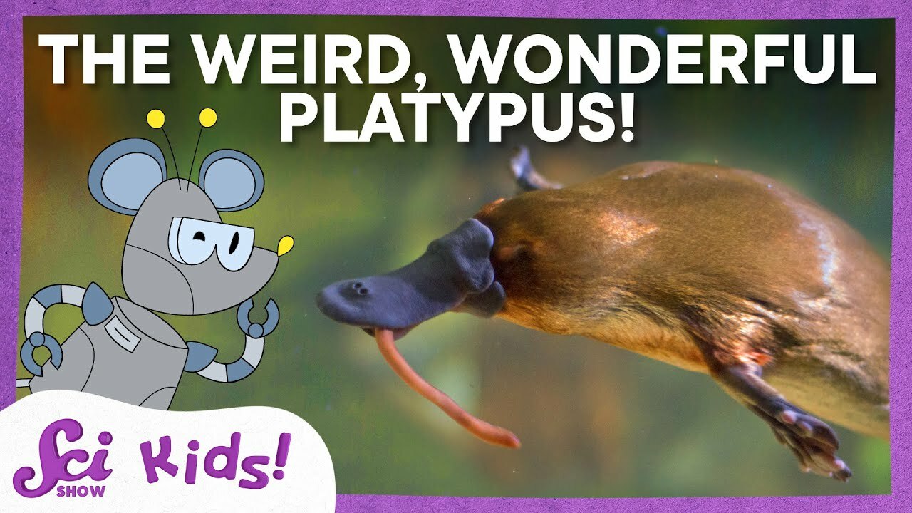 What On Earth is a Platypus? | SciShow Kids